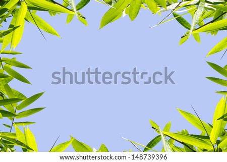bamboo frame, texture of bamboo leaf frame with blue sky