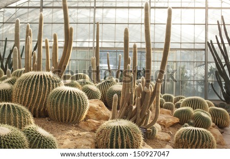 mixed cactus, many kinds of cactus in grass house garden