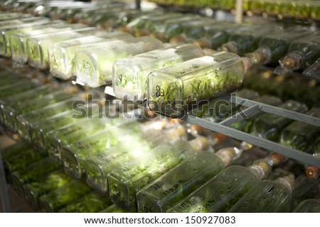 orchid lab, orchid tissue culture in a bottle many rows arranging