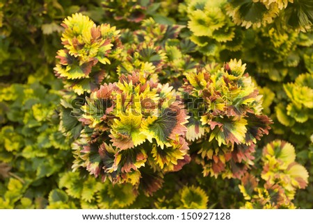 coleus plant, texture of colorful green pink and yellow coleus plant