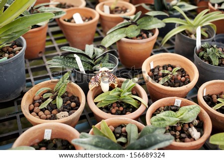 orchid pot, various of orchid plant pots in orchid nursery farm