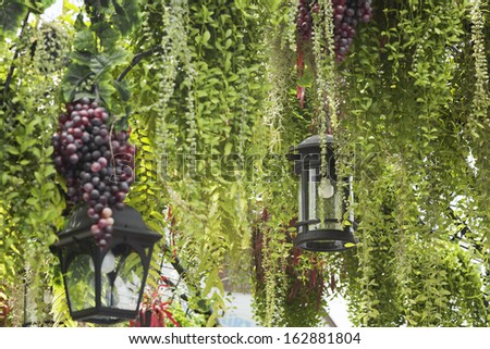 garden decoration, hanging lighting lantern among green wine plant and grape