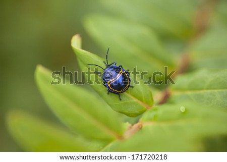 blue bug, a small blue bug with yellow pattern on a leaf in Inthanon,Thailand