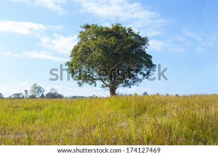 lonely tree, a big tree grow alone in the wide forest field
