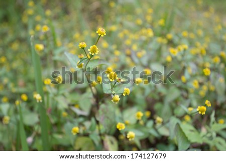 small flower, small tiny yellow daisy grass in nature, sepia process