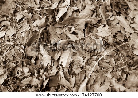 dry leaves, brown dry leaves texture wallpaper