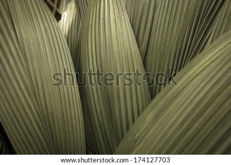 palm leaf, palm leaves texture in layer process in green sepia color