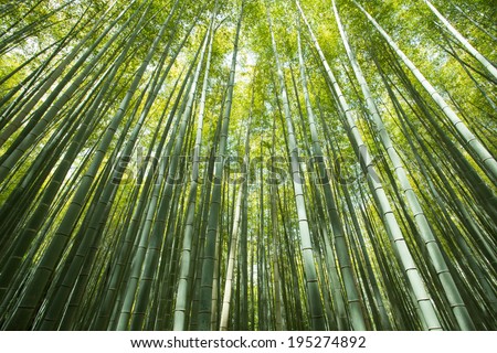 bamboo wall, high Bamboo wall forest in Arashiyama, Kyoto, Japan