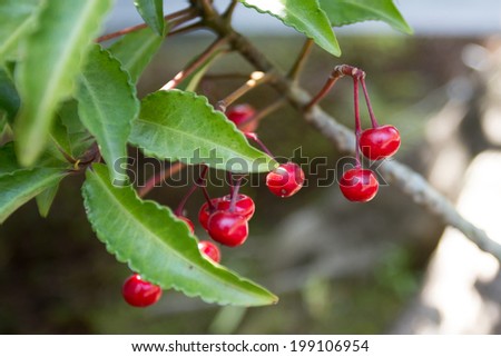 Red Manryou plant, red Manryou or zenryo plant showing red fruit in Japan