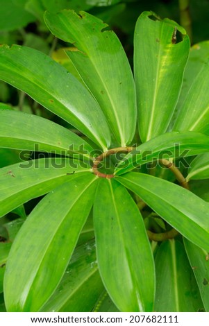 spiral plant, spiral form of wood plant in Thailand