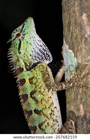 lizard, green and multi colour lizard catching tree in nature