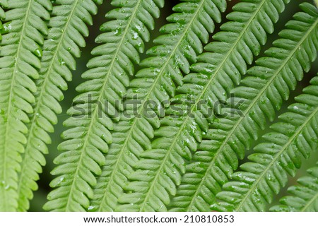 texture of fern, close-up texture of fern pattern in Thailand forest