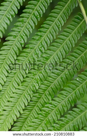 texture of fern, close-up texture of fern pattern in Thailand forest
