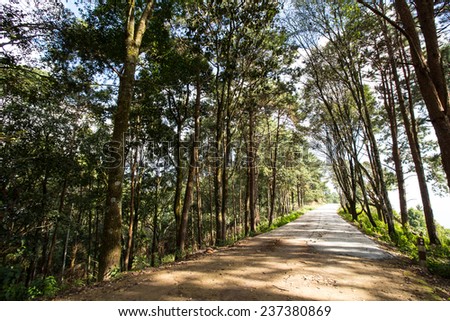pine road, narrow road to the pine wood view in Thailand