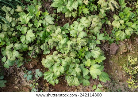 cilantro, fresh green cilantro growing in plantation, Thailand