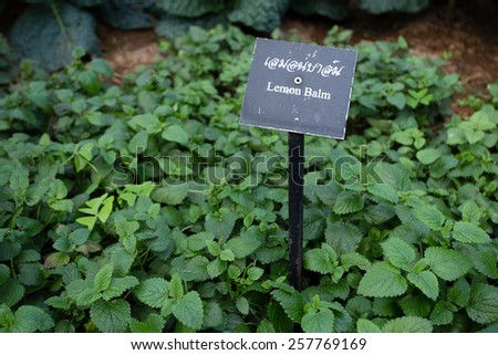 lemon balm, natural herb Lemon balm in the garden with name tag in Thailand