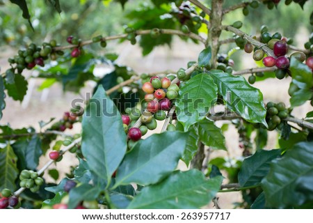 coffee fruit, red and green fresh coffee fruit or coffee bean on coffee tree