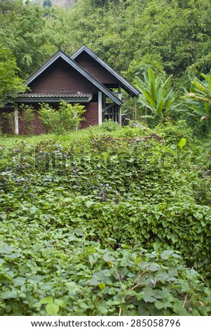 Forest house, a wood cottage style house located in the Thai tropical rainforest rural scene