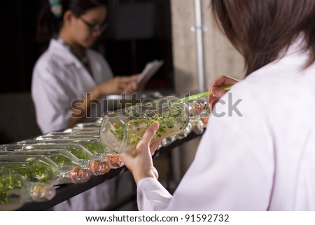Plant scientist, two scientists working in lab about growing plant.