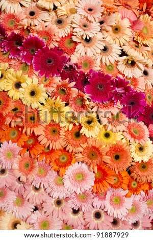 Flower colorful, Colorful flower arranging in rainbow wallpaper.