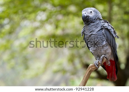 gray parrot, gray parrot with red tail catching on tree branch in wood.
