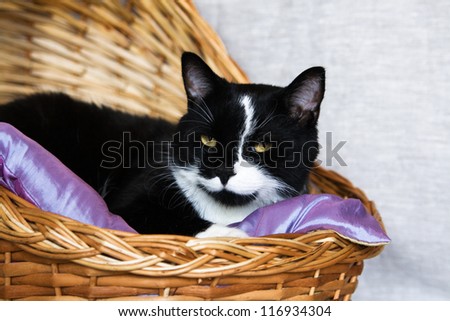 Black and white cat lying in a basket
