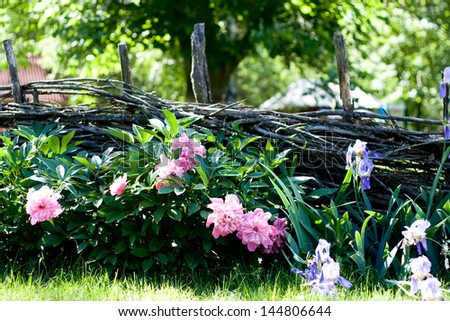 Flowers near the wooden fence with vines in the village