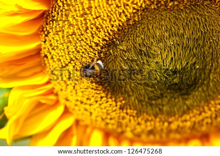 Beautiful sunflower close up with bumble bee