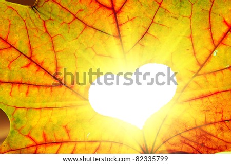 Autumn maple leaf with a hole in shape of heart. Sunlight