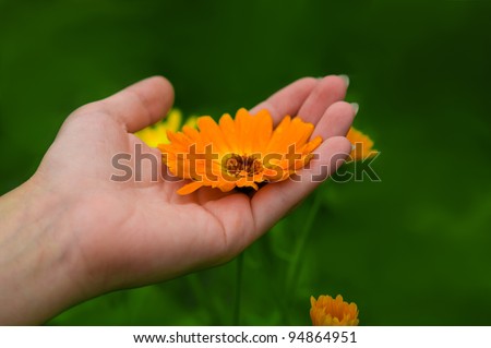 feminine hands holding marigold with green grass background