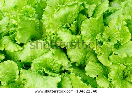 fresh salad lettuce background