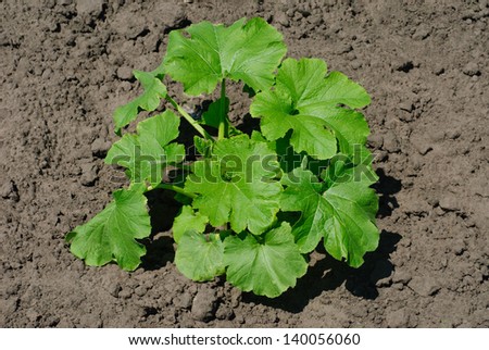 Young pumpkin sprout on the vegetable bed
