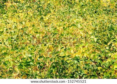 Green - yellow soy plant leaves in the cultivate field