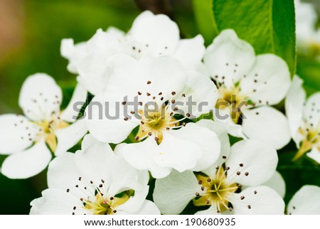 closeup of the white pear blossom in spring