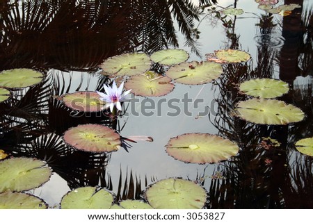 Single white lily surrounded in pond by lily pads. Reflections of palm trees in the water. Room for text.