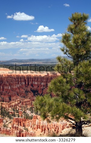 Overlook into Bryce Canyon. Pine tree on left. Wide angle shows canyon,blue sky and horizon. Vertical orientation.