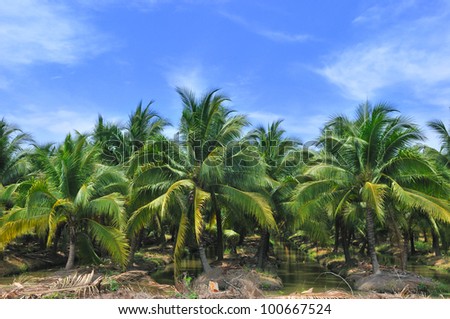 Palm oil plantation with blue sky,Thailand