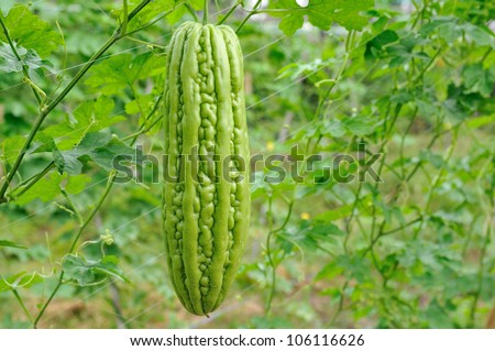 Bitter melon,Thailand