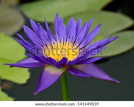 Purple lotus on the river,Thailand