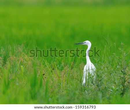 Bird (Cattle Egret) , Thailand