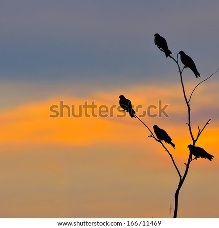 Silhouette bird at sunset