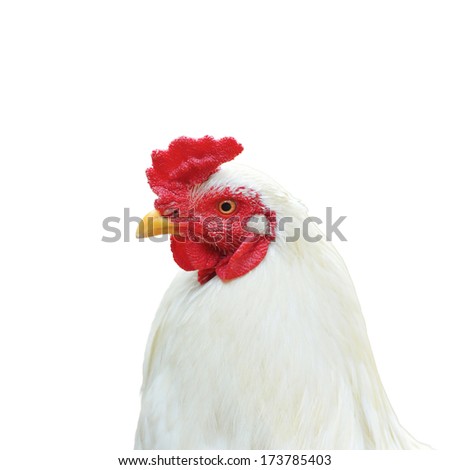 White Cockerel (Rooster) isolated on white background