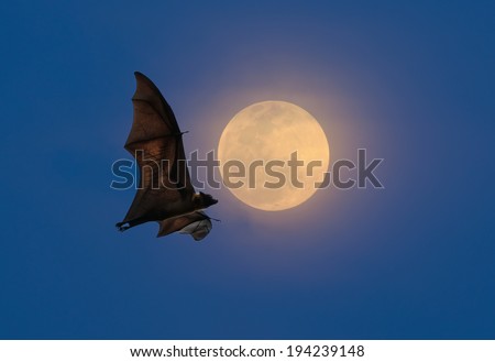 Bats flying at night