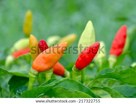 Fresh red chillies growing in the vegetable garden,Thailand
