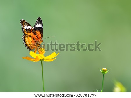 Butterfly (Leopard Lacewing) and flower in nature