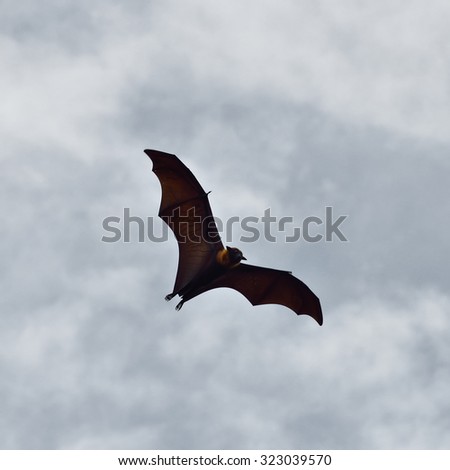 Bats flying in sky background