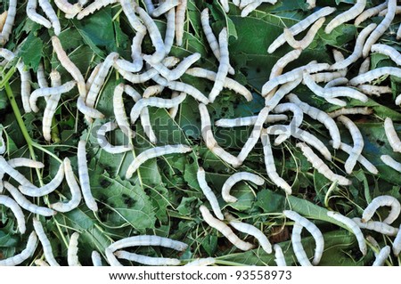 Mulberry Leaves Silkworms