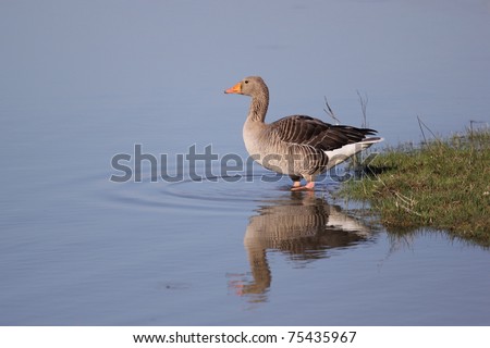 The Greylag Goose (Anser anser) shoot at birdwatching reseve Isola della Cona.