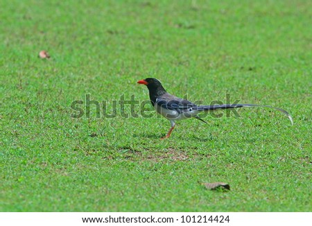 red blue magpie