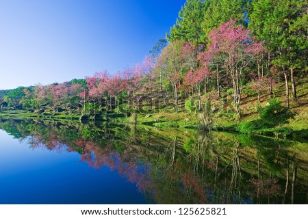 Sakura pink flower on mountain with lake in thailand, cherry blossom